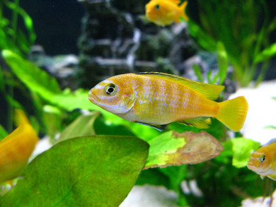 CC image credit to Thomas Giuretis